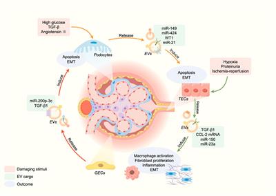 Extracellular vesicles in chronic kidney disease: diagnostic and therapeutic roles